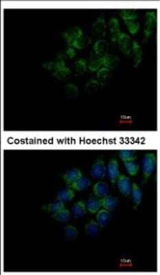 Immunocytochemistry/ Immunofluorescence: FAM20C Antibody [NBP2-16415]