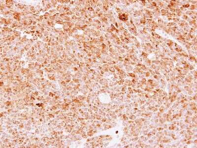 Immunohistochemistry-Paraffin: FAM20C Antibody [NBP2-16415]