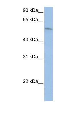 Western Blot: FAM20C Antibody [NBP1-70767]