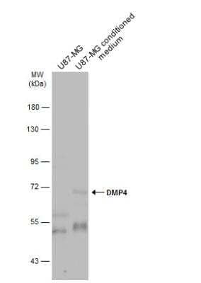 Western Blot: FAM20C Antibody [NBP2-16415]