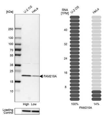 Western Blot: FAM210A Antibody [NBP2-13991]