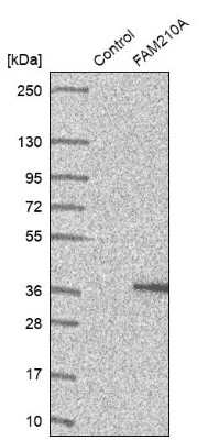 Western Blot: FAM210A Antibody [NBP2-13992]