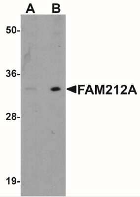 Western Blot: FAM212A AntibodyBSA Free [NBP1-76251]