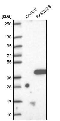 Western Blot: FAM212B Antibody [NBP1-93887]