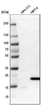 Western Blot: FAM213A Antibody [NBP2-48517]