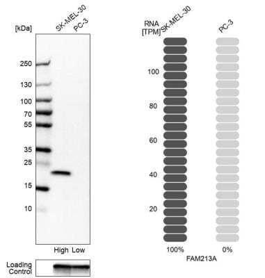 Western Blot: FAM213A Antibody [NBP2-48573]