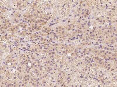 Immunohistochemistry-Paraffin: FAM213B Antibody [NBP2-98197]