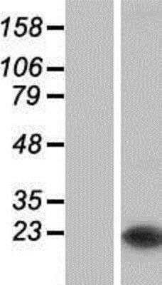 Western Blot: FAM213B Overexpression Lysate [NBP2-05397]