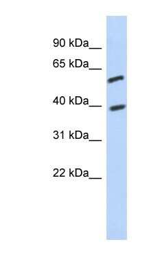 Western Blot: FAM217A Antibody [NBP1-91462]