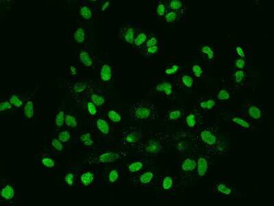 Immunocytochemistry/ Immunofluorescence: FAM217B Antibody [NBP2-98025]