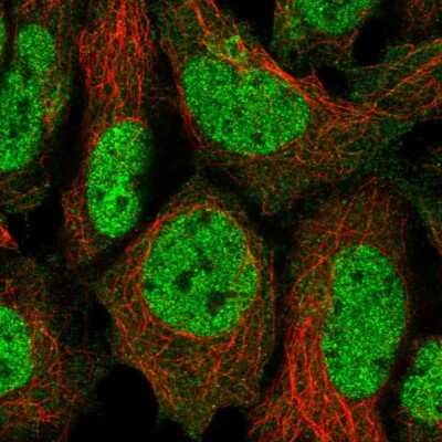 Immunocytochemistry/ Immunofluorescence: FAM219B Antibody [NBP2-54934]