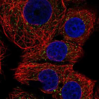 Immunocytochemistry/ Immunofluorescence: FAM220A Antibody [NBP2-55321]