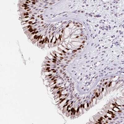 Immunohistochemistry-Paraffin: FAM24B Antibody [NBP2-33650]