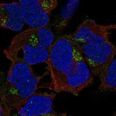 Immunocytochemistry/ Immunofluorescence: FAM26E Antibody [NBP2-55122]