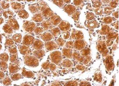 Immunohistochemistry-Paraffin: FAM29A Antibody [NBP2-16416]