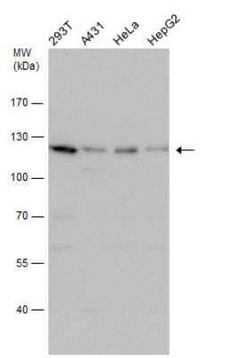 Western Blot: FAM29A Antibody [NBP2-16416]