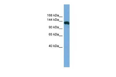 Western Blot: FAM29A Antibody [NBP2-87417]