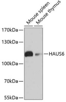 Western Blot: FAM29A AntibodyBSA Free [NBP3-03788]