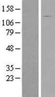 Western Blot: FAM29A Overexpression Lysate [NBP2-06949]