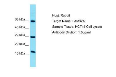 Western Blot: FAM32A Antibody [NBP2-82681]