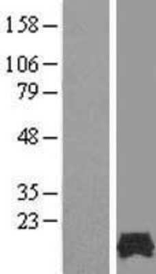 Western Blot: FAM32A Overexpression Lysate [NBL1-10519]