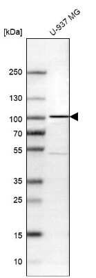 Western Blot: FAM35A Antibody [NBP1-88980]