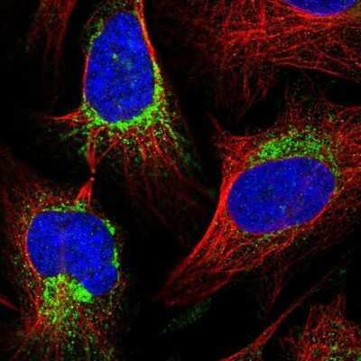 Immunocytochemistry/ Immunofluorescence: FAM36A Antibody [NBP1-91885]