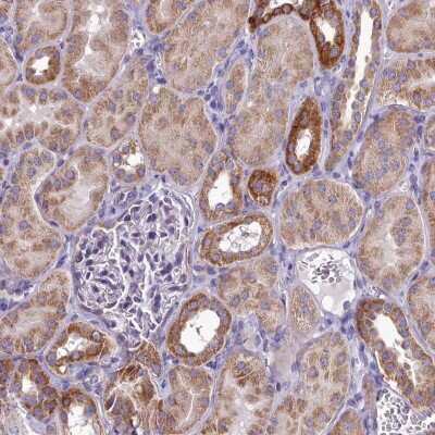 Immunohistochemistry-Paraffin: FAM36A Antibody [NBP1-91886]