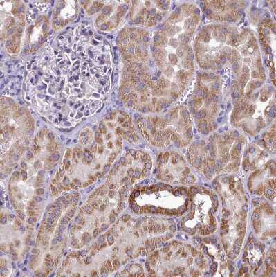 Immunohistochemistry-Paraffin: FAM36A Antibody [NBP1-91886]