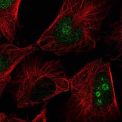 Immunocytochemistry/ Immunofluorescence: FAM3A Antibody [NBP2-55027]