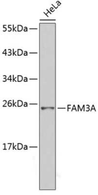 Western Blot: FAM3A AntibodyBSA Free [NBP3-05216]