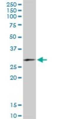 Western Blot: FAM3B Antibody (1E7) [H00054097-M07]