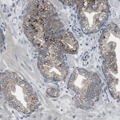 Immunohistochemistry-Paraffin: FAM3B Antibody [NBP1-89395]