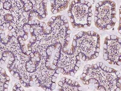 Immunohistochemistry-Paraffin: FAM3B Antibody [NBP2-97157]