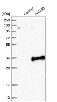 Western Blot: FAM3B Antibody [NBP1-89395]