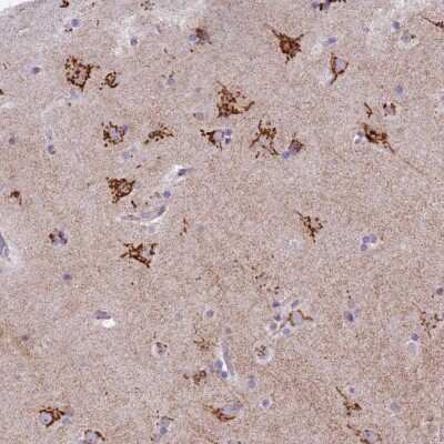 Immunohistochemistry-Paraffin: FAM3C Antibody [NBP2-13995]