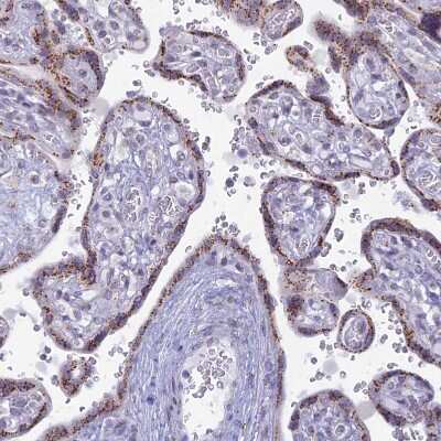 Immunohistochemistry-Paraffin: FAM3C Antibody [NBP2-13995]
