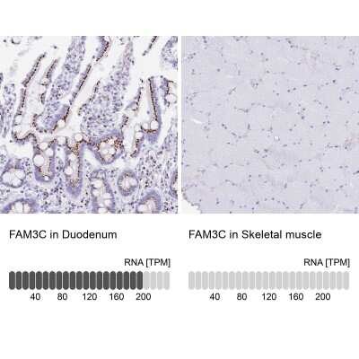 Immunohistochemistry-Paraffin: FAM3C Antibody [NBP2-13996]
