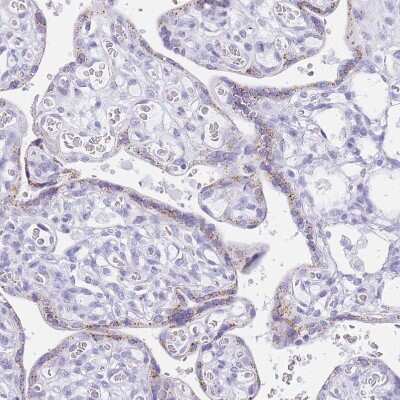 Immunohistochemistry-Paraffin: FAM3C Antibody [NBP2-13996]