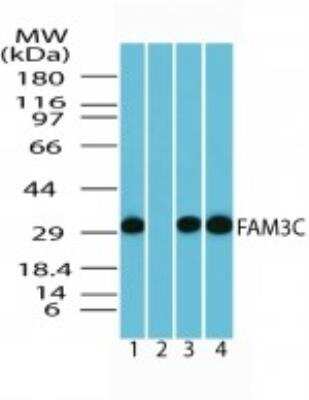 Western Blot: FAM3C Antibody [NBP2-24464]