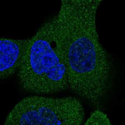 Immunocytochemistry/ Immunofluorescence: FAM40B Antibody [NBP1-81435]