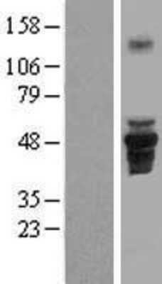 Western Blot: FAM43A Overexpression Lysate [NBP2-05221]