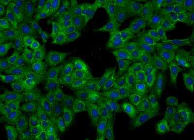 Immunocytochemistry/ Immunofluorescence: FAM43B Antibody [NBP3-05973]