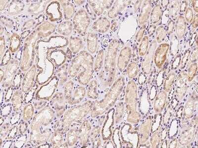 Immunohistochemistry-Paraffin: FAM46A Antibody [NBP2-99201]