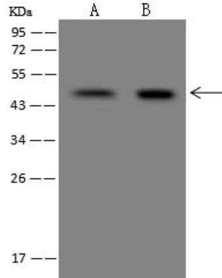 Western Blot: FAM46C Antibody [NBP3-12613]