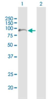 Western Blot: FAM47B Antibody [H00170062-B01P]