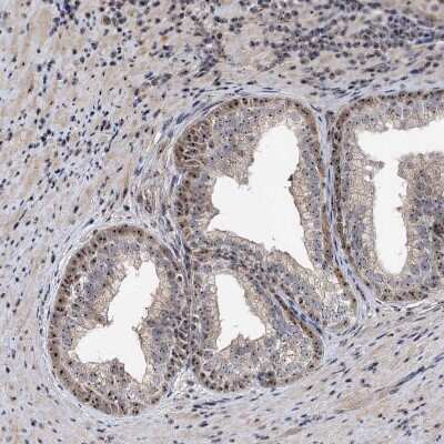 Immunohistochemistry-Paraffin: FAM48A Antibody [NBP1-90794]