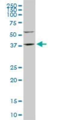 Western Blot: FAM50A Antibody (5F10) [H00009130-M02]