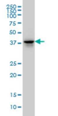 Western Blot: FAM50A Antibody (5F10) [H00009130-M02]