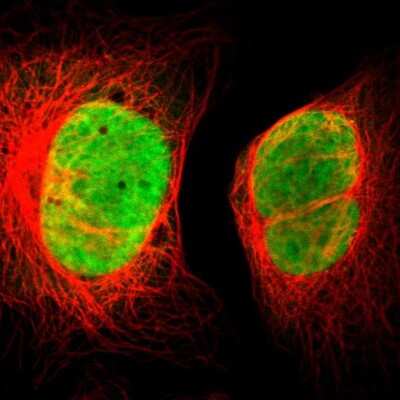 Immunocytochemistry/ Immunofluorescence: FAM50A Antibody [NBP1-89344]